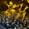 Close-up of glowing flames dancing over American Fire Glass 1/2" Las Vegas pre-mixed reflective fire glass, showcasing a luxurious blend of black, gold, and silver tones that sparkle with warmth—perfect for enhancing indoor fireplaces, available at starfiredirecv.com.