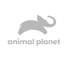 logo of the Animal Planet Network on a white background